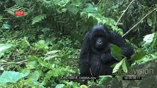 Group of Mountain Gorillas sitting and moving in forest and the juvenile breaking.
