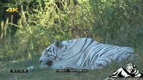 Tiger laying down GREEN LS