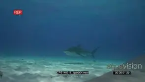 Large Tiger Shark swimming on the ocean bottom