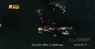 Pod of Southern Right Whales V- Shaped Blow, mating and courtship behaviour.