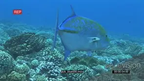 Bluefin Kingfish swimming and turning on coral reef underwater in ocean and passing by.