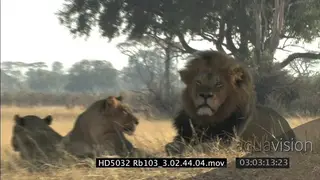 African Lion sub-adult male walks towards Lion pride laying down.