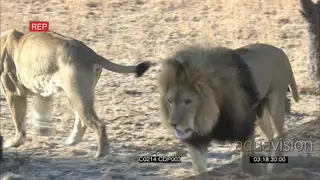 African Cecil Male Lion slapping Lioness and they both walk away GENERAL BEHAVIOR
