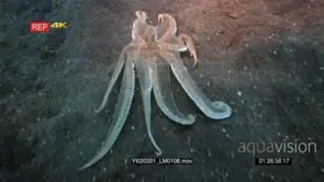 Tracking shot of a white net-Octopus, octopus sp2 moving over the sea sand. Note color…