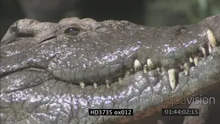 Crocodile emerges from water, rests head on stump