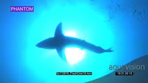 SLOW MOTION Great White Shark underwater