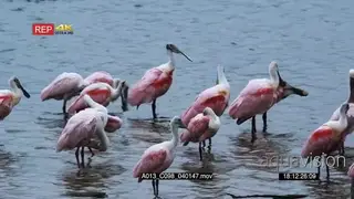 Roseate Spoonbill flock standing in a lake drinking water and preening MWS