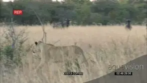 African Lioness stalking and chasing herd of Wildebeest in long dry grass MS FAIL