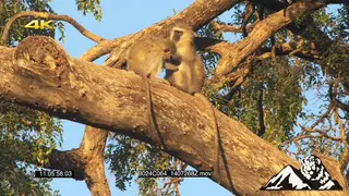 Vervet Monkeys grooming in tree LA MS PAN