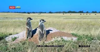A pair a male and female meerkats communicating to each other
