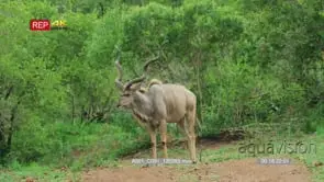 Kudu ball with long horns standing with green bushes in the background