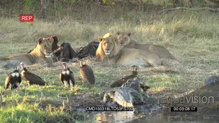 African Lion pride at buffalo carcass with vultures and crocodile