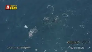 School of Bait ball Sardine fishes gathered, travelling.