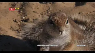 Close up the cape ground squirrel,xerus inauris with its nose twitching