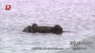 Adult Sea Otter floating above water, grooming its pub.