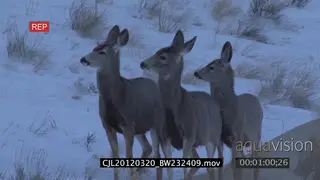 Gray Wolf walking looking around and juvenile Elk Antelopes standing and moving on snowy.