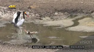 Saddle-billed stork catch barbel but looses it.