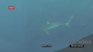 Common Dolphins Cape Gannets African penguins Dusky sharks swimming feeding diving into.