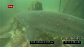 Female diver swimming with Sevengill sharks in U/W forest , general shot