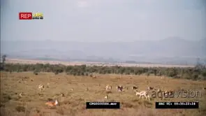 A Herd of Springboks Walking and Sitting on the Grassland WS