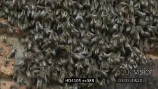 African Honey bees swarming at pipe set in office wall LA MS