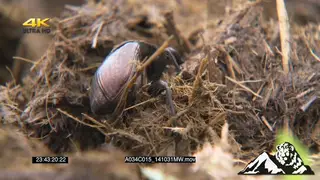 Dung beetles feeding in dung, creating dung balls MCU PAN FOCUS PULL SLOW