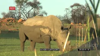 Lone White Rhino grazing on the grassland GOOD LIGHT