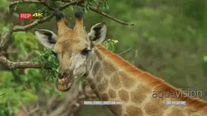 Close up shot of giraffe's head and neck looking towards camera
