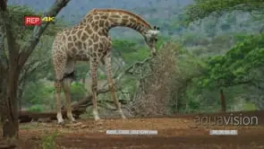 Giraffe bend down in the bush
