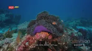 Wide shot of three pink anemonefish swimming over an open purple magnificent sea anemone.