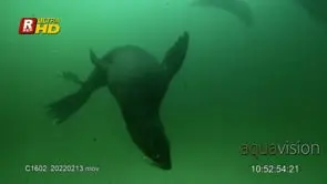 A colony of Cape Fur Seals swimming, playful near camera, looking around and hunting