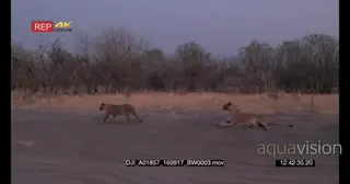 Lioness looking at lion cub walking down the road towards another lion cub walking in.