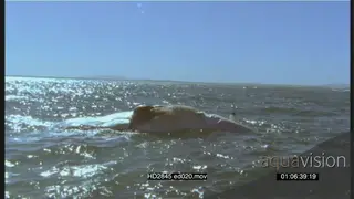 Whale carcass floating in the ocean, Great White Sharks attracted to feed on carcass LS.
