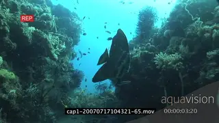 Longfin Batfish swimming on coral reef and getting cleaned by Bluestreak Cleaner Wrasse.