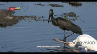 Spoonbill bird grooming and African openbilled stork fishing in the river