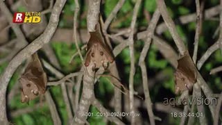 Three Fruit bat, hanging upside down, wrapped up with their wings and resting at night.