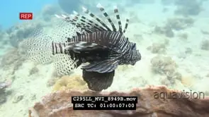 Lionfish Swimming around the Reef GENERAL BEHAVIOUR