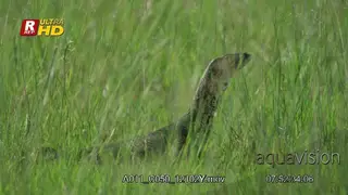 Nile monitor standing, looking upright and guarding territory.