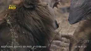 Adult male African Lion laying down yawning, shaking head and looking around.