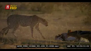 WS of a cheetah eating off springbok carcass then chases jackals away.