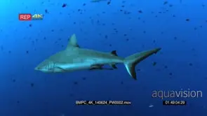 Three Grey Reef Sharks, glide in the blue sea through a large school of Redtooth.