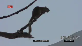 Tree Squirrel seeing predator Leopard giving alarm call AmCam