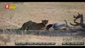 Cheetah eating springbok kill its face deep inside the hind leg of the carcass and.