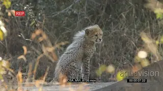Cheetah youngsters sitting looking around investigating surroundings