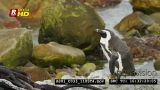 African Penguin side view, standing and sleepy.