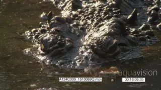 Nile Crocodile in water facing camera CU ZO HA ZI