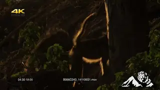 Chacma Baboon female walking towards male then interacting.