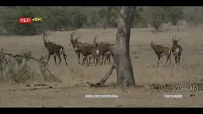 Sable herd walking on bushveld