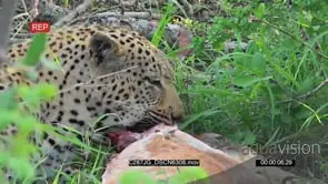 Leopard Feeding Impala kill GOOD LIGHT