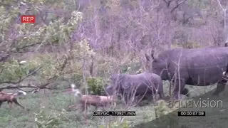 Wild Dogs looking to take a baby rhino down but the mother protects it AmCam
